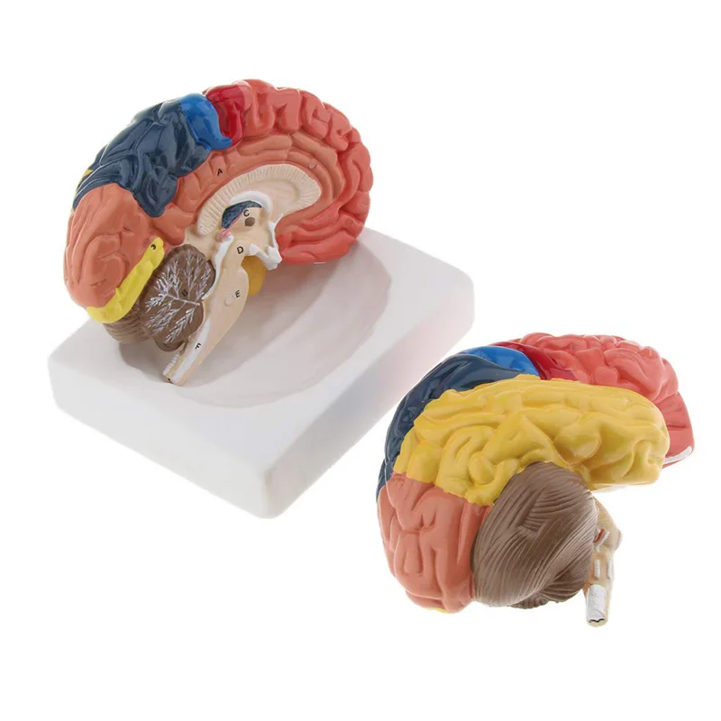 Medical Lab Supplies - Жизнь Размеры Анатомические Человеческий мозг Модель