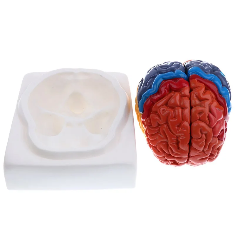 Жизнь Размеры Анатомические Че – обзор и цена Medical Lab Supplies